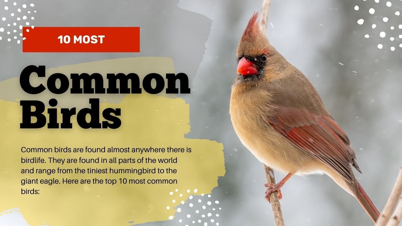 The Most Common Bird In The World