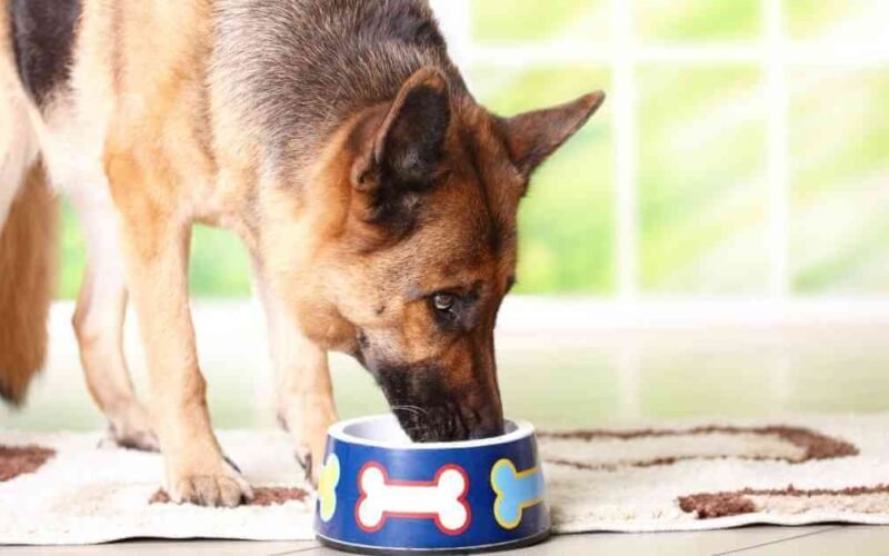 10 best dog food toppers in 2022 5 best dog food toppers