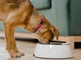 Top 9 best dog food toppers for picky eaters 9 best dog food toppers for picky eaters