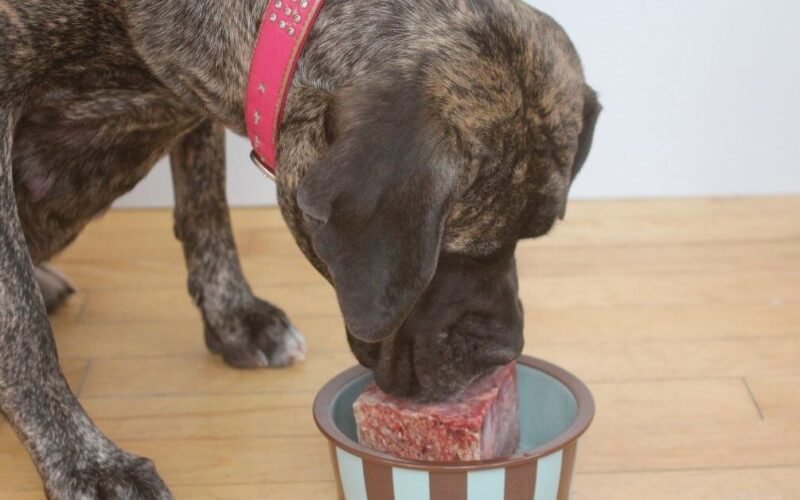 10 Best Frozen Raw Food For Dogs 5 best frozen raw food for dogs