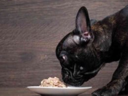 10 best gravy dog food 43 best gravy dog food