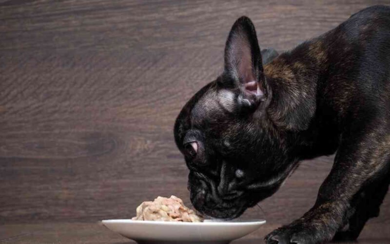 10 best gravy dog food 5 best gravy dog food
