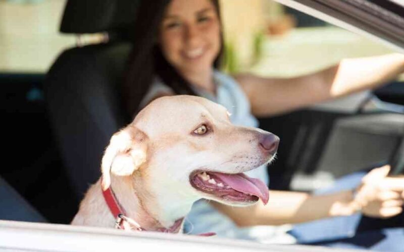 Can dogs ride in a towed vehicle? Details Explained 5 can dogs ride in a towed vehicle