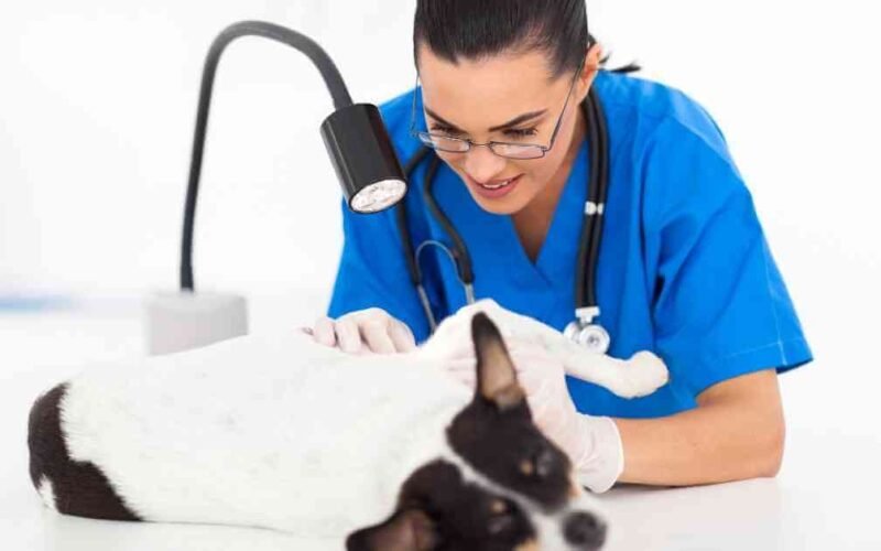 can puppies get cradle cap