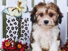 Can puppies get milk spots? Causes and Treatments 32 can puppies get milk spots