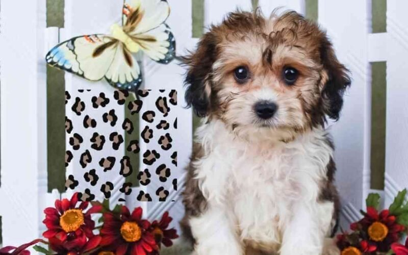 can puppies get milk spots