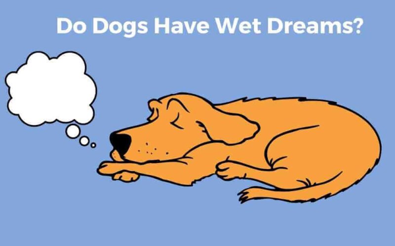 Do Dogs Have Wet Dreams? Details Explained 5 do dogs have wet dreams