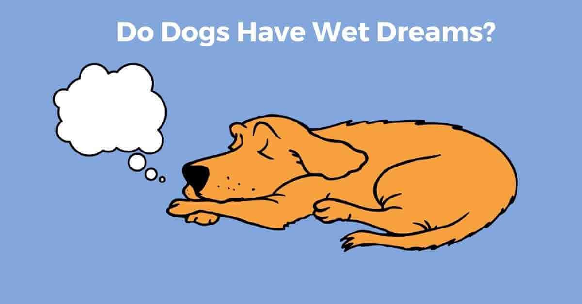 do dogs have wet dreams