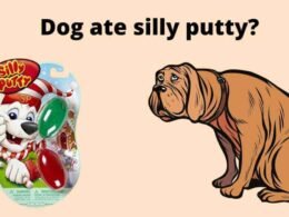 My Dog Ate Silly Putty-What Should I Do? 42 dog ate silly putty