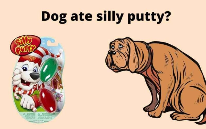 dog ate silly putty