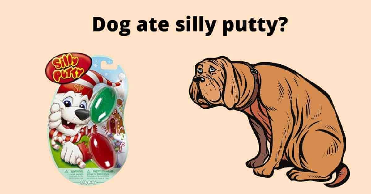 dog ate silly putty