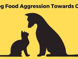 The Solution of Dog Food Aggression Towards Cats 9 dog food aggression towards cats