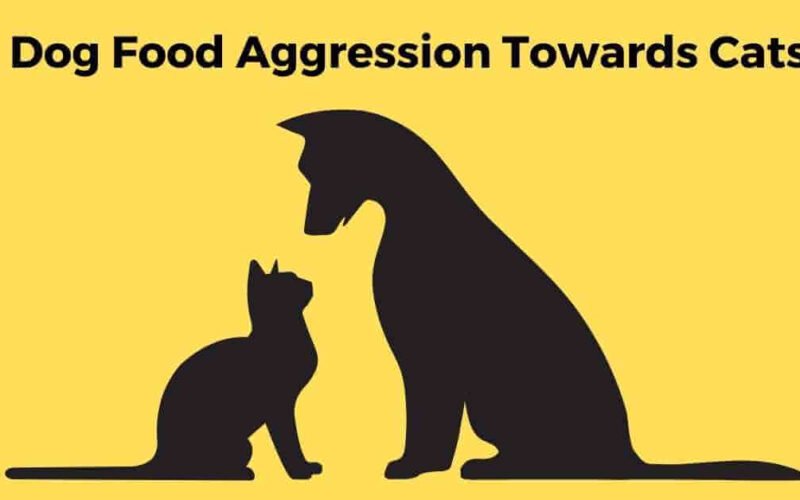 The Solution of Dog Food Aggression Towards Cats 5 dog food aggression towards cats