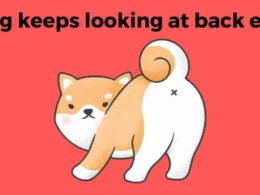 My Dog Keeps Looking at Back End-4 Possible Reasons and Treatments 33 dog keeps looking at back end