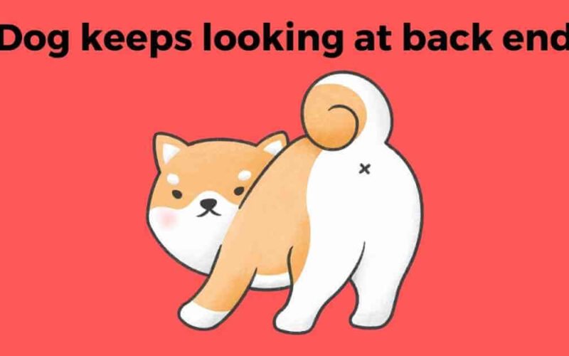 My Dog Keeps Looking at Back End-4 Possible Reasons and Treatments 5 dog keeps looking at back end
