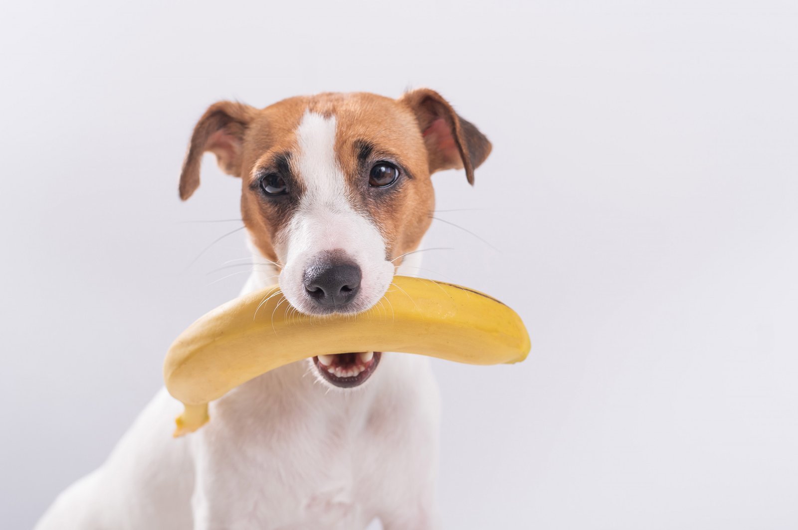 Can Dogs Eat Bananas? 6 Can Dogs Eat Bananas?