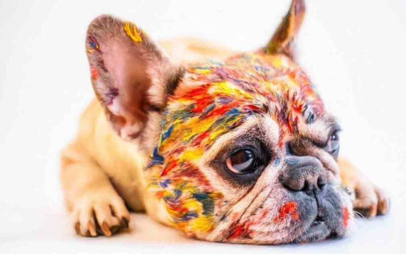 Remedies of How to Get Paint Off a Dog 5 how to get paint off a dog