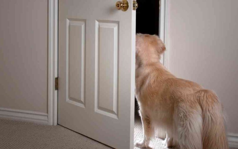 how to stop dog from opening doors