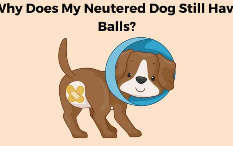 Why Does My Neutered Dog Still Have Balls? 5 why does my neutered dog still have balls