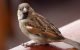 How To Get A Bird Out Of Your House? 5 How To Get A Bird Out Of Your House?