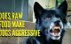 Does Feeding Your Dog Raw Meat Make Them Aggressive 5 Does Feeding Your Dog Raw Meat Make Them Aggressive