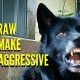 Does Feeding Your Dog Raw Meat Make Them Aggressive