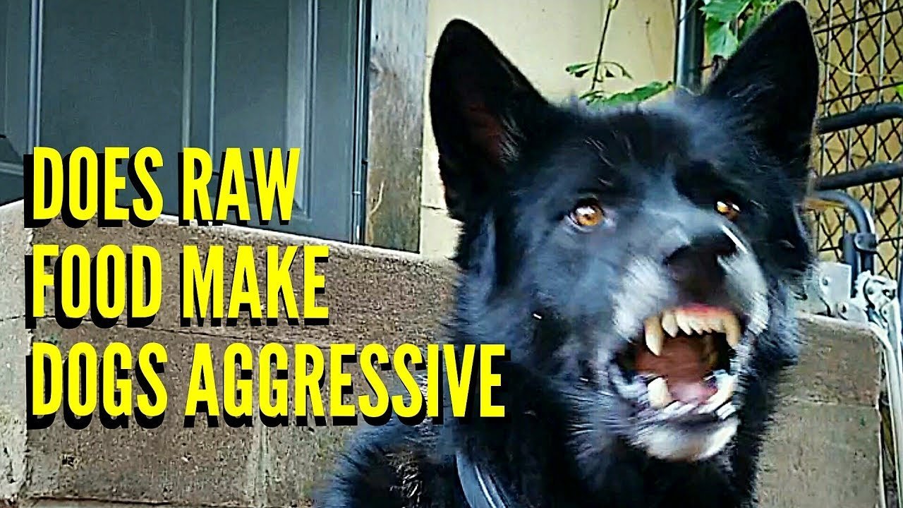 can raw food cause aggression in dogs