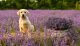 Is Lavender Pillow Spray Safe For Dogs