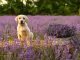 Is Lavender Pillow Spray Safe For Dogs