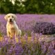Is Lavender Pillow Spray Safe For Dogs 27 Is Lavender Pillow Spray Safe For Dogs