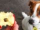 Dog Ate An Apple Core