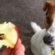 Dog Ate An Apple Core