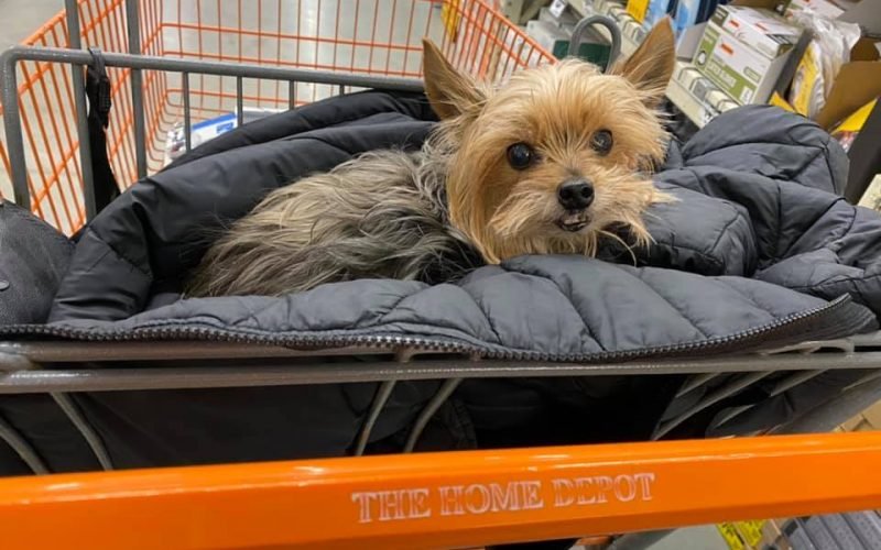 Does Home Depot Allow Dogs