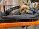 Does Home Depot Allow Dogs? 84 Does Home Depot Allow Dogs