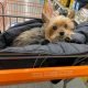 Does Home Depot Allow Dogs? 7 Does Home Depot Allow Dogs