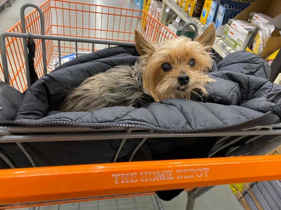 Does Home Depot Allow Dogs
