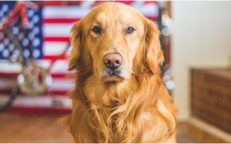 Dogs Be Retarded Or Mentally Challenged