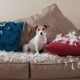 How Do I Stop My Dog From Chewing Pillows