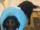 Can I Use A Travel Pillow As A Dog Cone 13 Can I Use A Travel Pillow As A Dog Cone