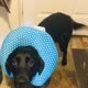 Can I Use A Travel Pillow As A Dog Cone 8 Can I Use A Travel Pillow As A Dog Cone