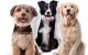 Top 10 Best Custom Dog Pillow in 2022 5 Top 10 Best Custom Dog Pillow in 2022