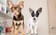 Chihuahua Shakes After Eating? 5 Chihuahua Shakes After Eating?