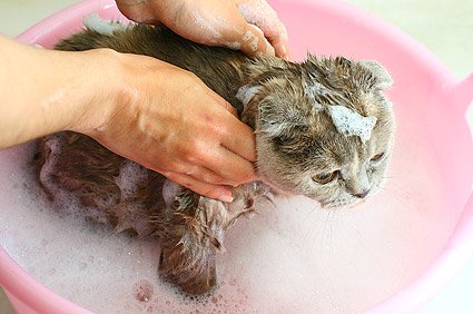 can you put dog flea shampoo on a cat