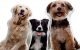 Top 10 Best Customize Dog Pillow in 2022 5 Top 10 Best Customize Dog Pillow in 2022