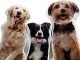 Top 10 Best Customize Dog Pillow in 2022 28 Top 10 Best Customize Dog Pillow in 2022