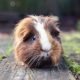 How Long Do Guinea Pigs Live
