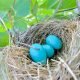 How Long Does It Take To Hatch Bird Eggs 7 How Long Does It Take To Hatch Bird Eggs