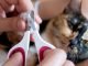 How To Trim Cat Nails