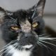 How Long Do Cats Live