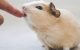 Do Guinea Pigs Bite 5 Do Guinea Pigs Bite